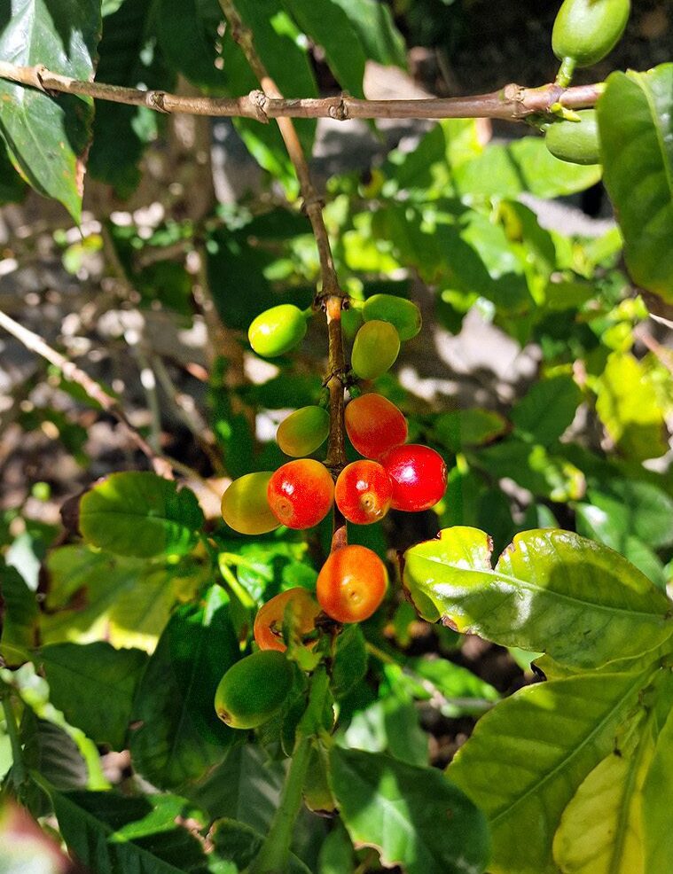 koffiebessen Colombia