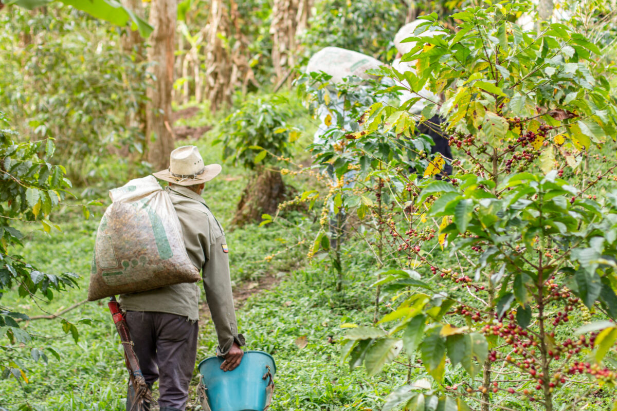 Old man carrying a large sack of freshly harvested coffee on his back. Elderly farmer hard at work.