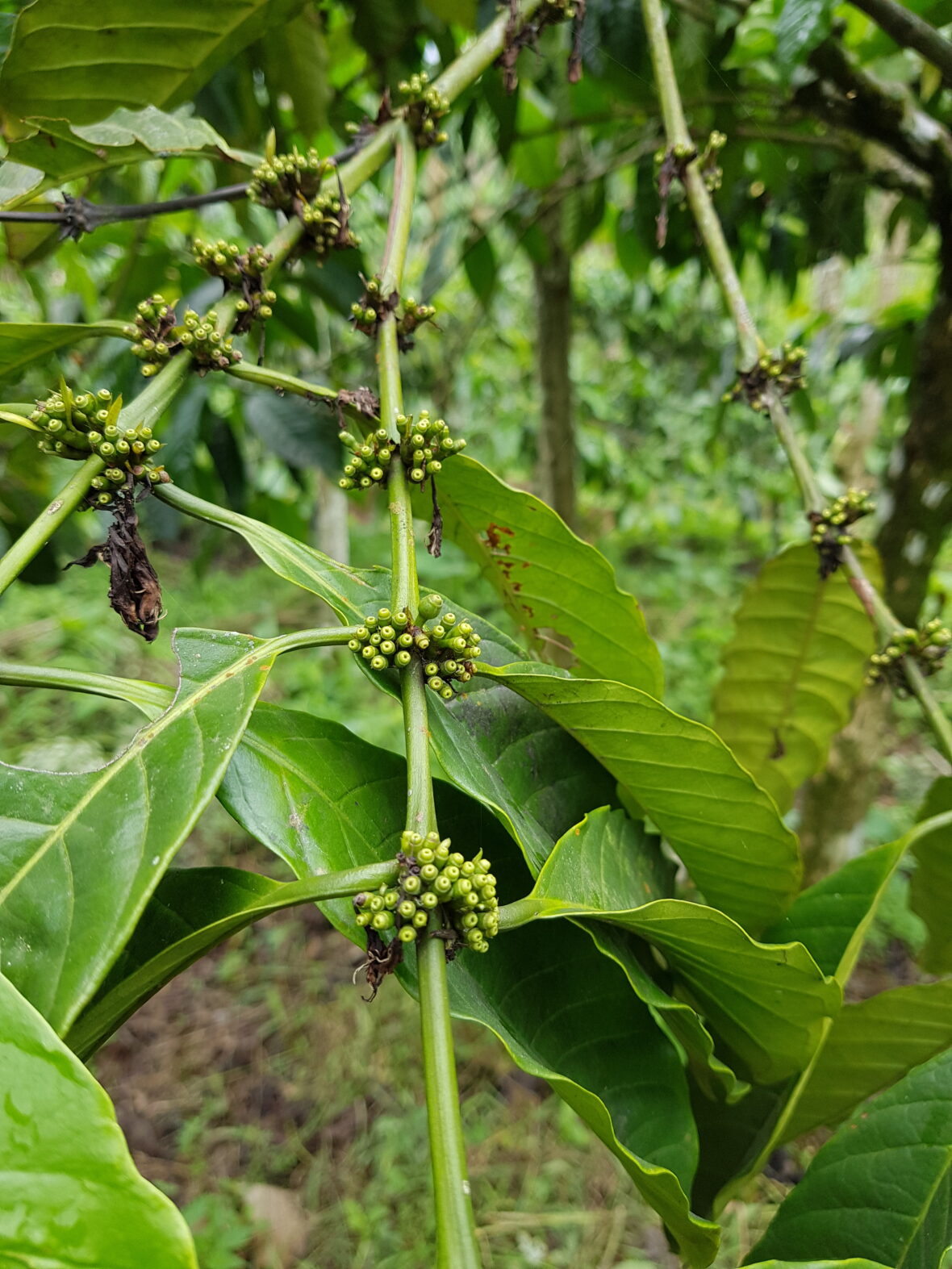 Koffieplant Java