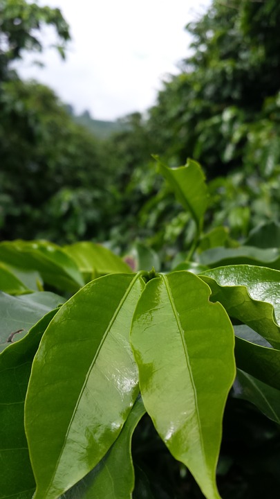 Koffieplant Honduras