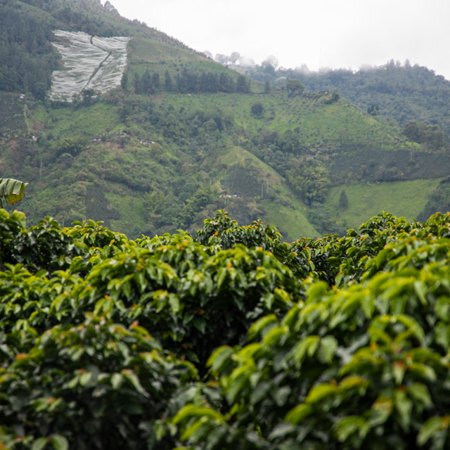 duurzame koffie plantage