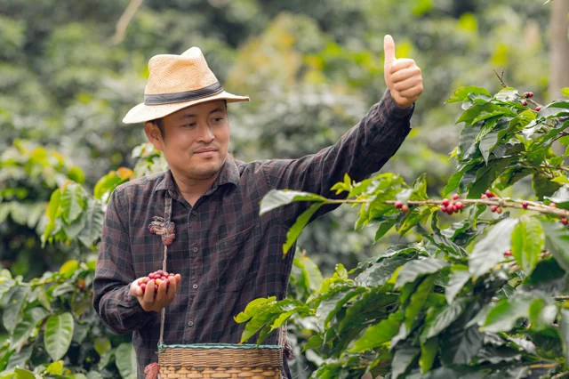 Coffee plantation in warm countrypng